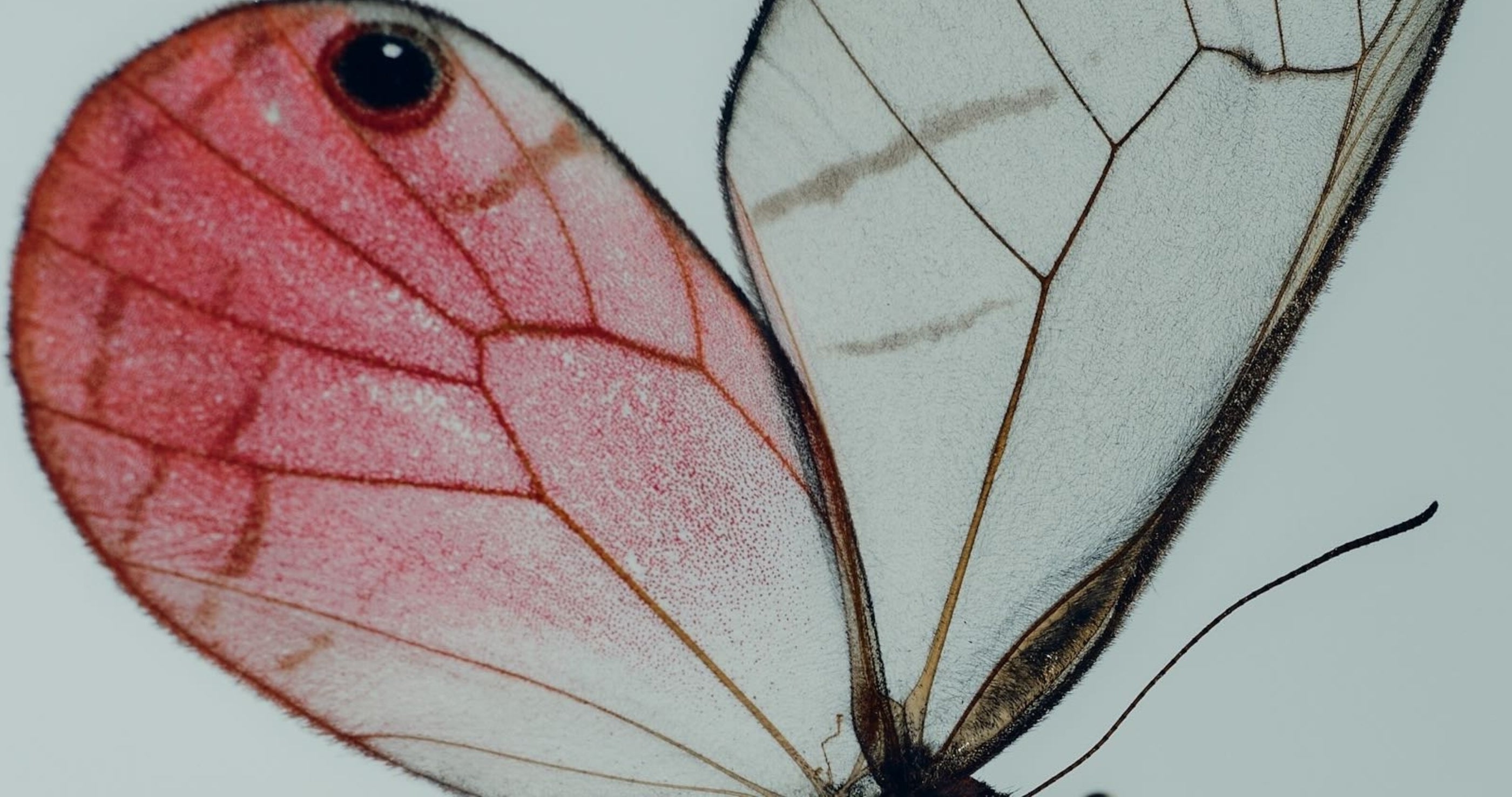 Skin Repair vs. Skin Regeneration