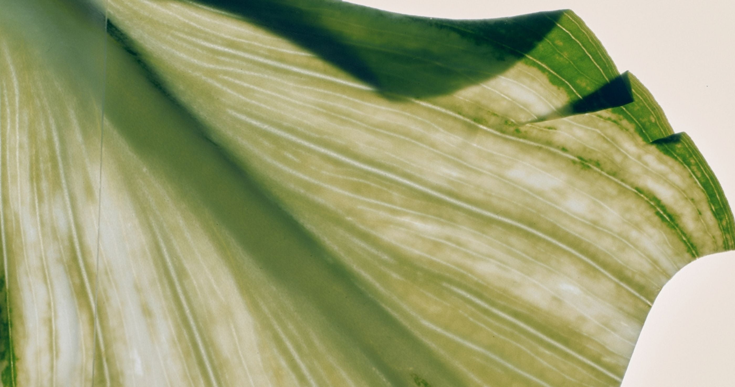 green translucent leaf with texture MUMUK blog